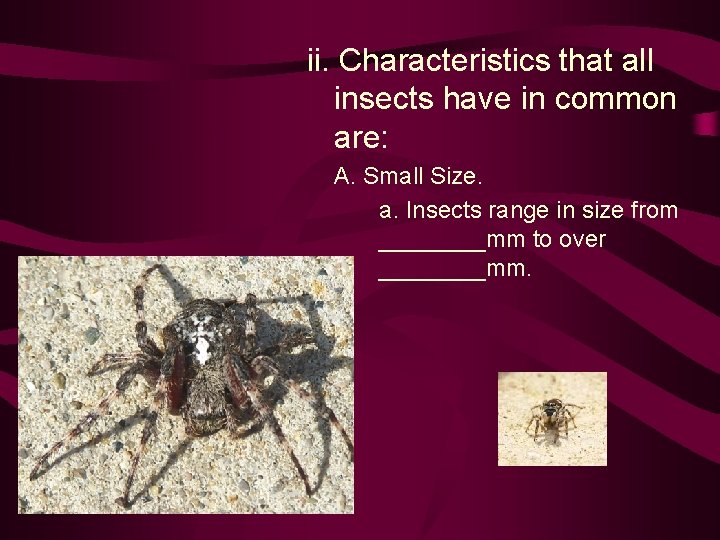 ii. Characteristics that all insects have in common are: A. Small Size. a. Insects