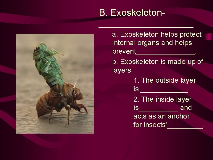 B. Exoskeleton____________ a. Exoskeleton helps protect internal organs and helps prevent________. b. Exoskeleton is