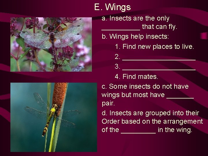 E. Wings a. Insects are the only _____ that can fly. b. Wings help