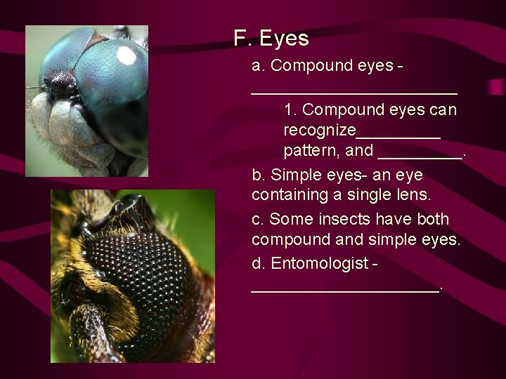 F. Eyes a. Compound eyes ___________ 1. Compound eyes can recognize_____ pattern, and _____.