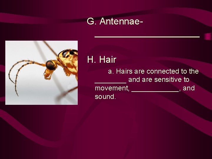 G. Antennae__________ H. Hair a. Hairs are connected to the ____ and are sensitive