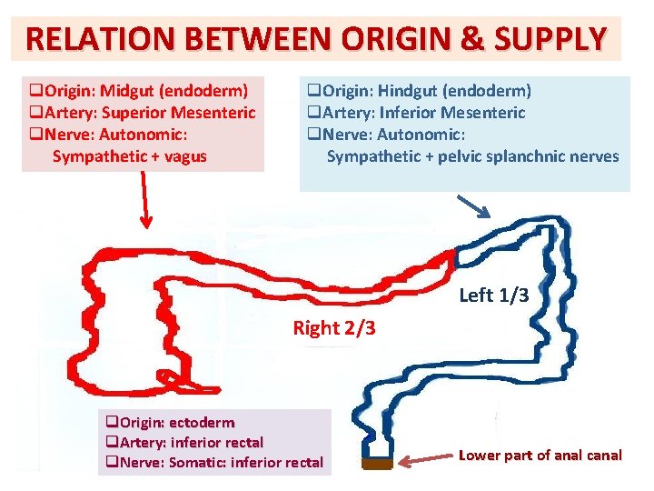 RELATION BETWEEN ORIGIN & SUPPLY q. Origin: Midgut (endoderm) q. Artery: Superior Mesenteric q.