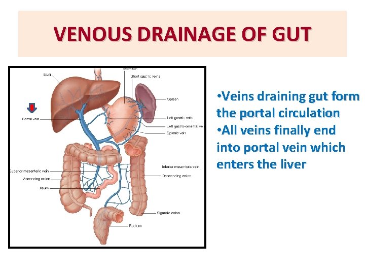 VENOUS DRAINAGE OF GUT • Veins draining gut form the portal circulation • All