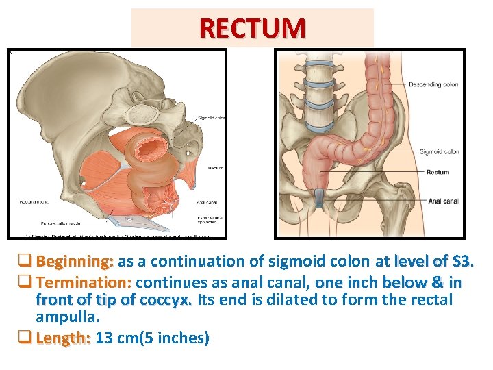 RECTUM q Beginning: as a continuation of sigmoid colon at level of S 3.