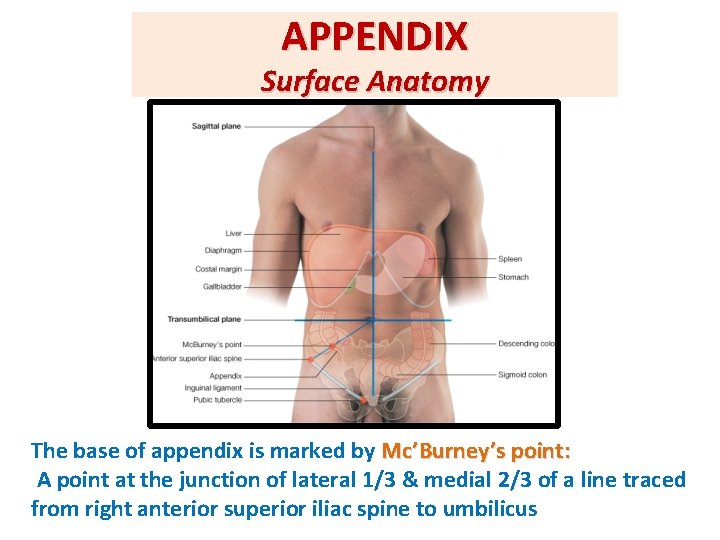 APPENDIX Surface Anatomy The base of appendix is marked by Mc’Burney’s point: A point