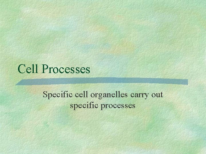 Cell Processes Specific cell organelles carry out specific processes 