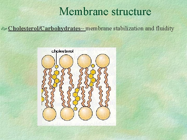 Membrane structure Cholesterol/Carbohydrates~ membrane stabilization and fluidity 