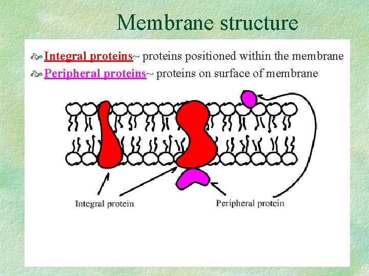Membrane structure Integral proteins~ proteins positioned within the membrane Peripheral proteins~ proteins on surface