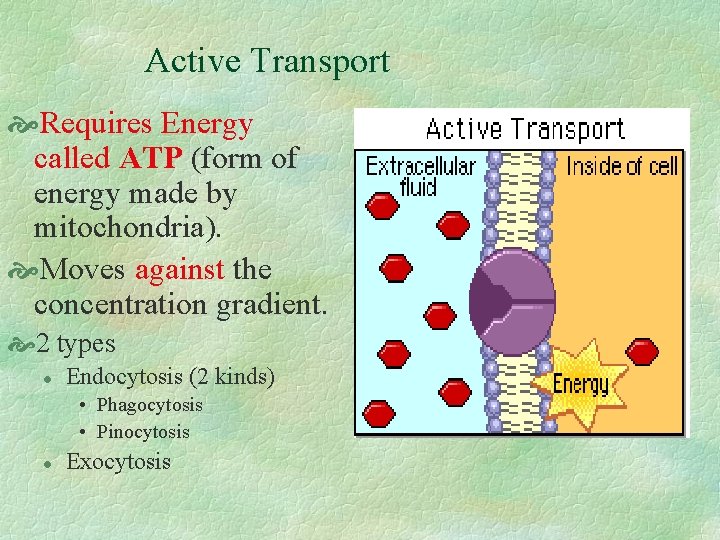Active Transport Requires Energy called ATP (form of energy made by mitochondria). Moves against