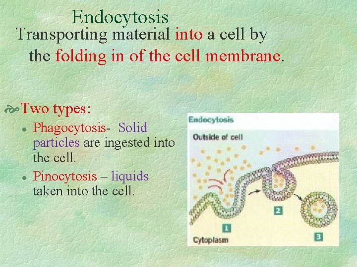 Endocytosis Transporting material into a cell by the folding in of the cell membrane.