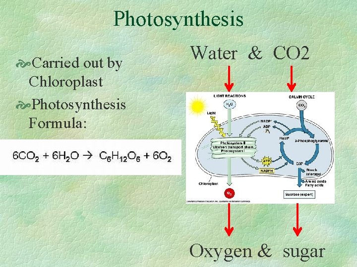 Photosynthesis Carried out by Chloroplast Photosynthesis Formula: Water & CO 2 Oxygen & sugar