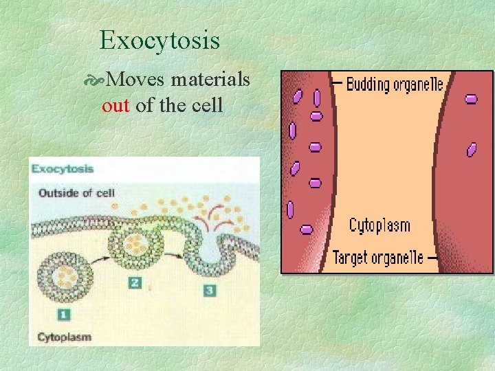 Exocytosis Moves materials out of the cell 