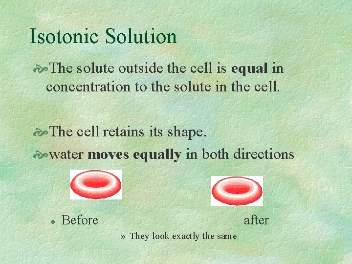 Isotonic Solution The solute outside the cell is equal in concentration to the solute