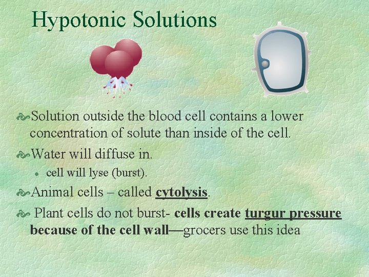 Hypotonic Solutions Solution outside the blood cell contains a lower concentration of solute than