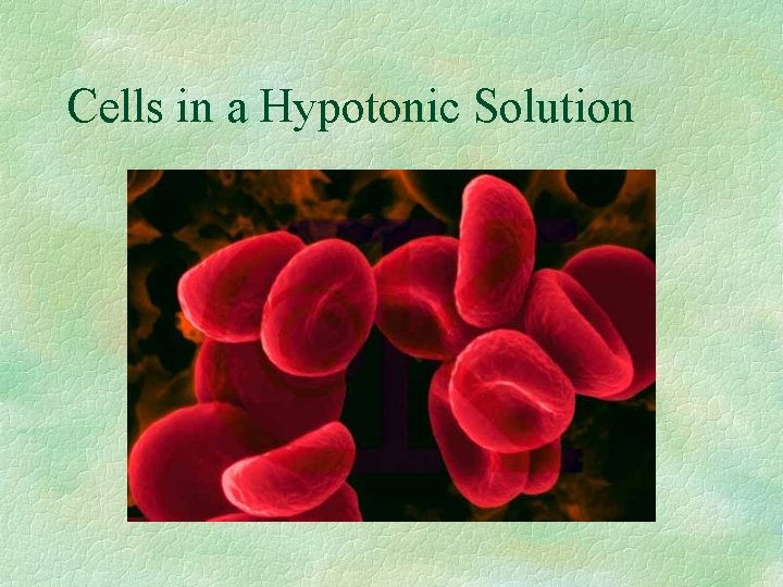 Cells in a Hypotonic Solution 