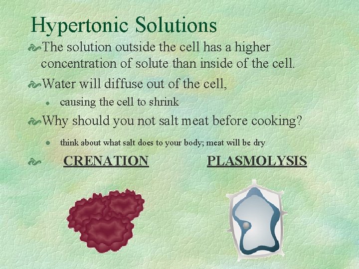Hypertonic Solutions The solution outside the cell has a higher concentration of solute than
