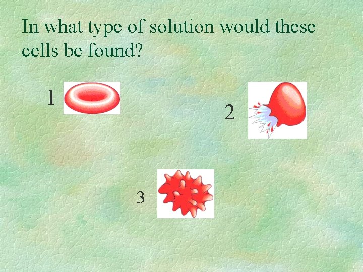 In what type of solution would these cells be found? 1 2 3 