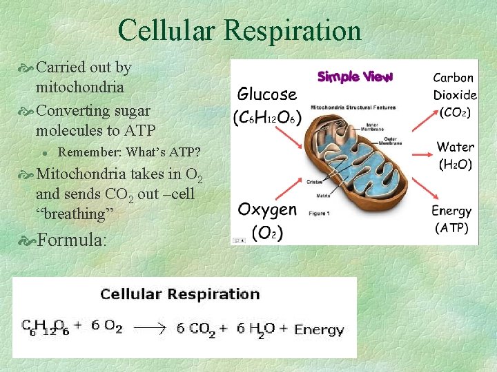 Cellular Respiration Carried out by mitochondria Converting sugar molecules to ATP l Remember: What’s