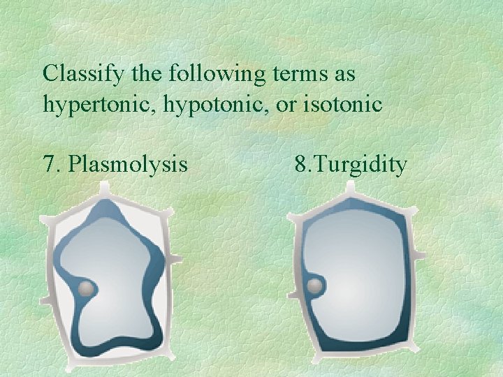 Classify the following terms as hypertonic, hypotonic, or isotonic 7. Plasmolysis 8. Turgidity 