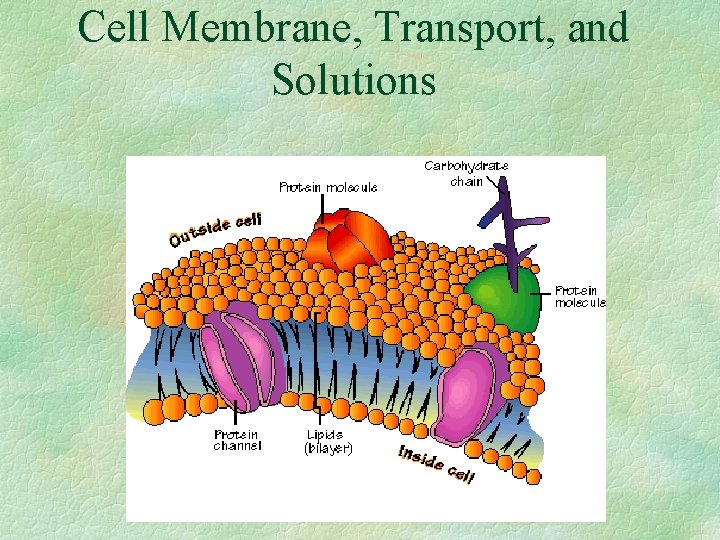Cell Membrane, Transport, and Solutions 