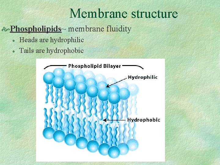 Membrane structure Phospholipids~ membrane fluidity l l Heads are hydrophilic Tails are hydrophobic 