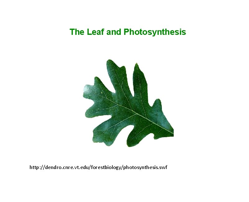 The Leaf and Photosynthesis http: //dendro. cnre. vt. edu/forestbiology/photosynthesis. swf 