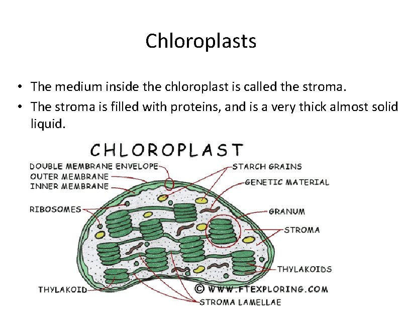 Chloroplasts • The medium inside the chloroplast is called the stroma. • The stroma