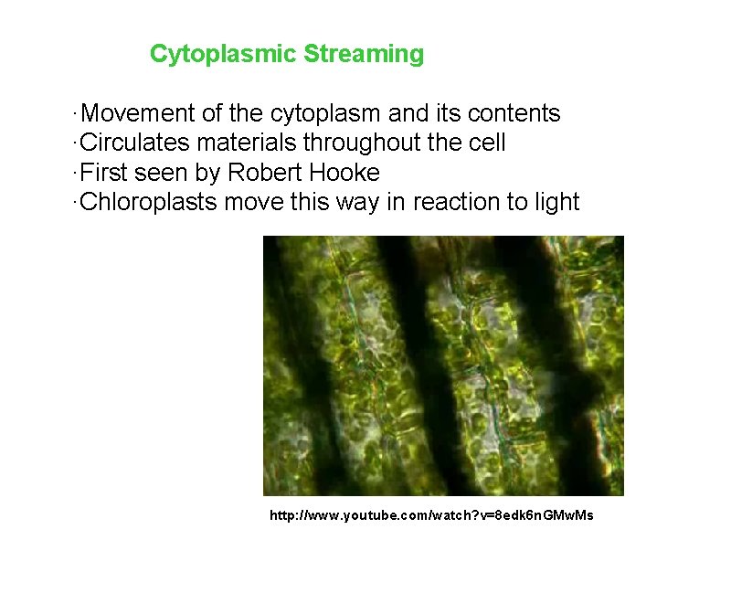 Cytoplasmic Streaming ·Movement of the cytoplasm and its contents ·Circulates materials throughout the cell