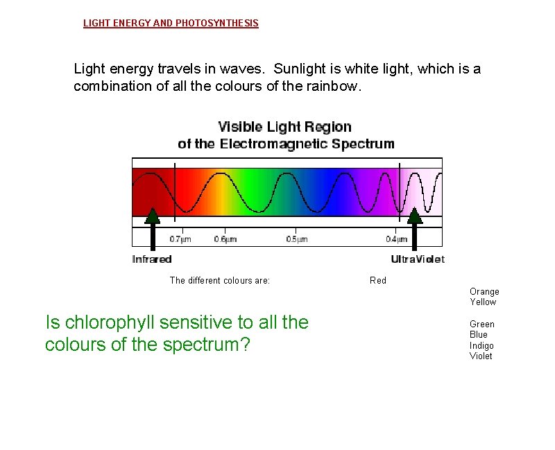 LIGHT ENERGY AND PHOTOSYNTHESIS Light energy travels in waves. Sunlight is white light, which