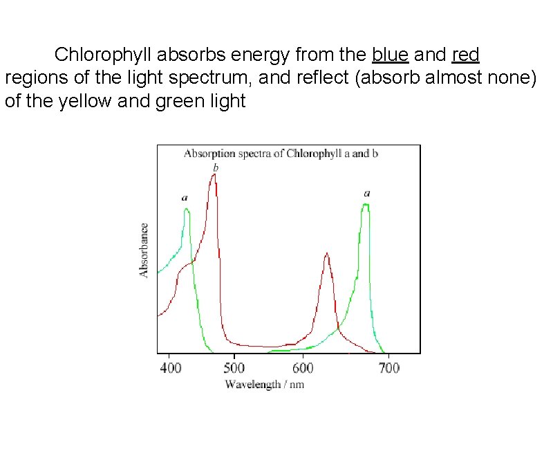Chlorophyll absorbs energy from the blue and regions of the light spectrum, and reflect