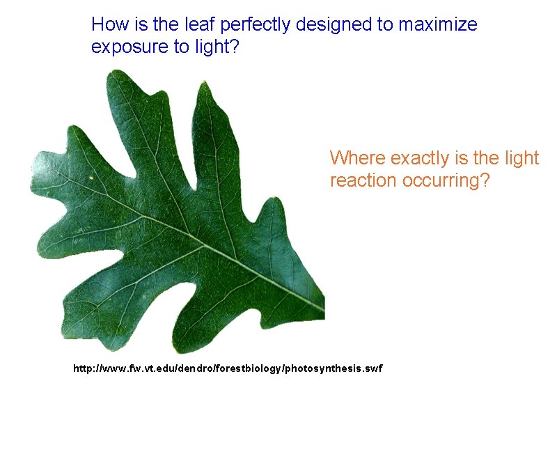 How is the leaf perfectly designed to maximize exposure to light? Where exactly is