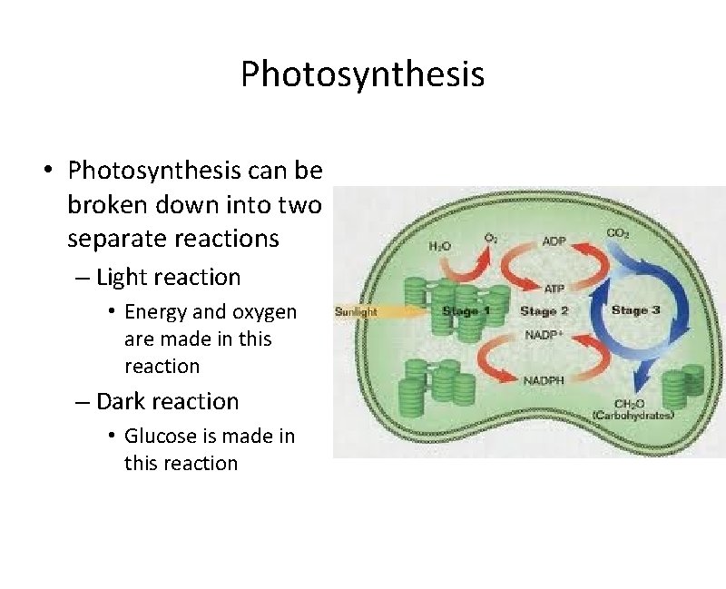 Photosynthesis • Photosynthesis can be broken down into two separate reactions – Light reaction