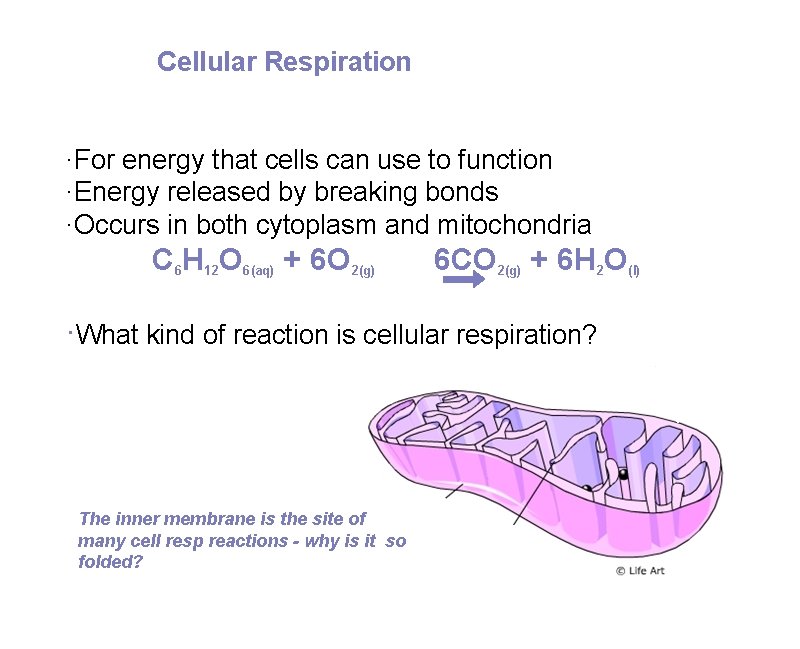 Cellular Respiration ·For energy that cells can use to function ·Energy released by breaking