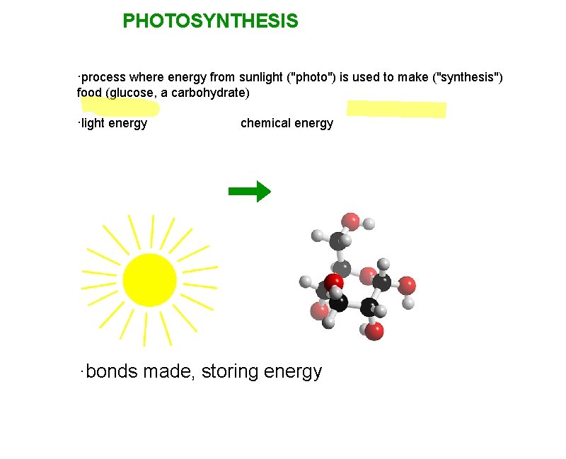 PHOTOSYNTHESIS ·process where energy from sunlight ("photo") is used to make ("synthesis") food (glucose,