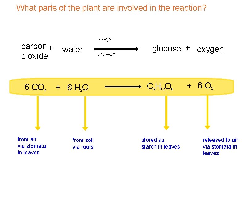 What parts of the plant are involved in the reaction? sunlight carbon + dioxide