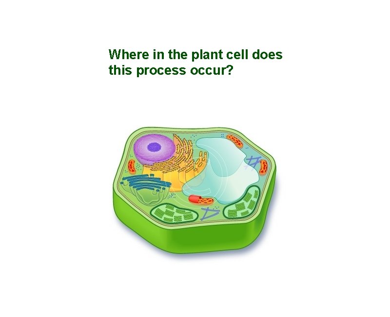 Where in the plant cell does this process occur? 