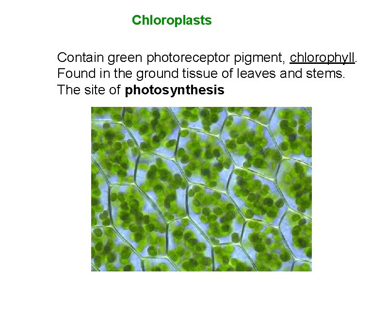 Chloroplasts Contain green photoreceptor pigment, chlorophyll. Found in the ground tissue of leaves and