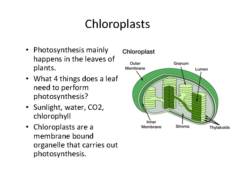 Chloroplasts • Photosynthesis mainly happens in the leaves of plants. • What 4 things