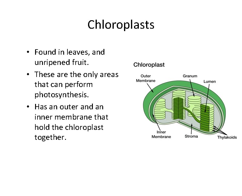 Chloroplasts • Found in leaves, and unripened fruit. • These are the only areas