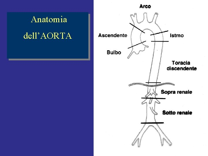 Anatomia dell’AORTA Anatomia dell’AORTA