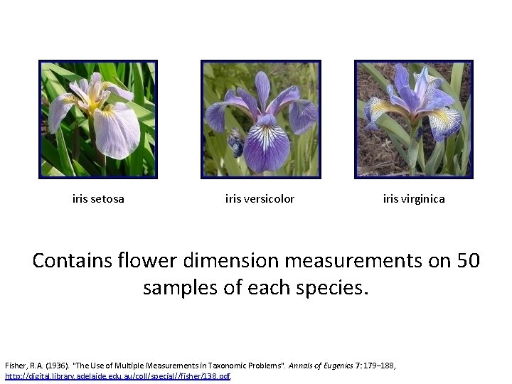 iris setosa iris versicolor iris virginica Contains flower dimension measurements on 50 samples of