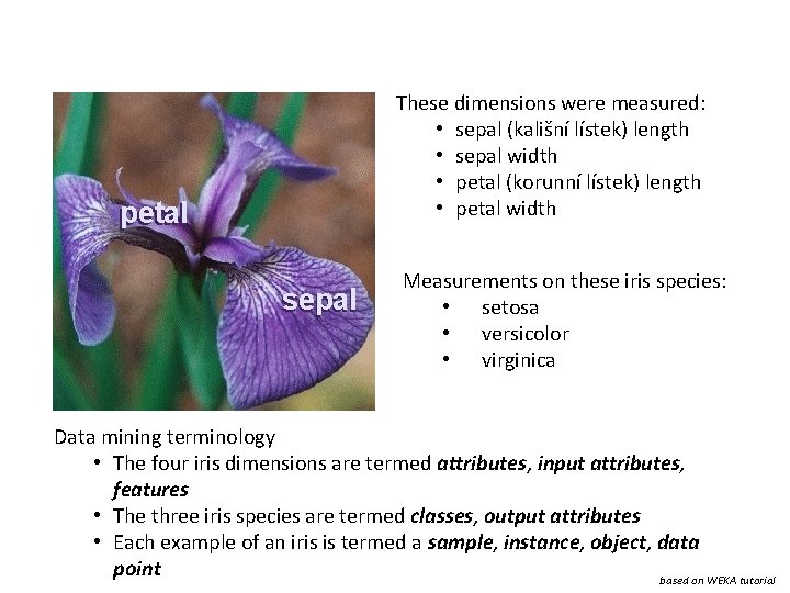 These dimensions were measured: • sepal (kališní lístek) length • sepal width • petal