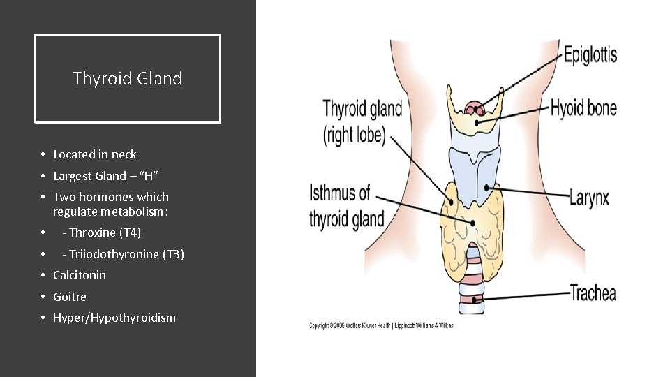 Thyroid Gland • Located in neck • Largest Gland – “H” • Two hormones