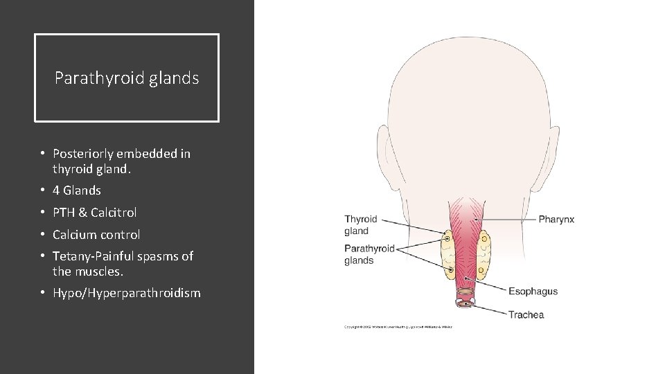 Parathyroid glands • Posteriorly embedded in thyroid gland. • 4 Glands • PTH &