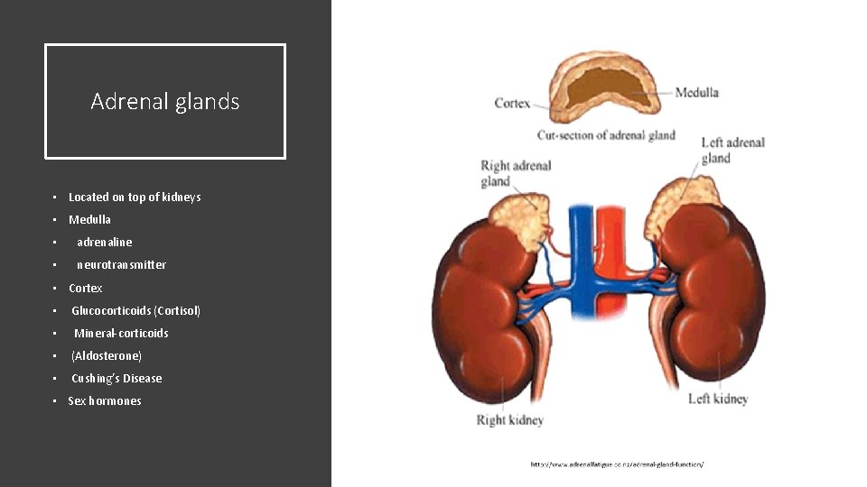 Adrenal glands • Located on top of kidneys • Medulla • adrenaline • neurotransmitter