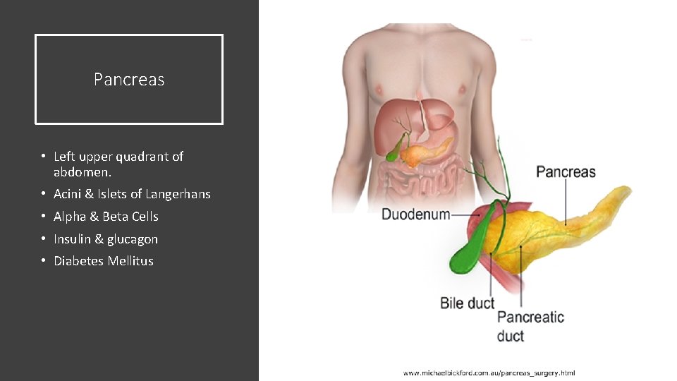 Pancreas • Left upper quadrant of abdomen. • Acini & Islets of Langerhans •