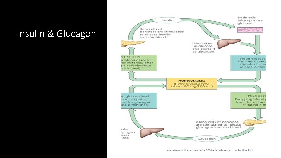 Insulin & Glucagon 