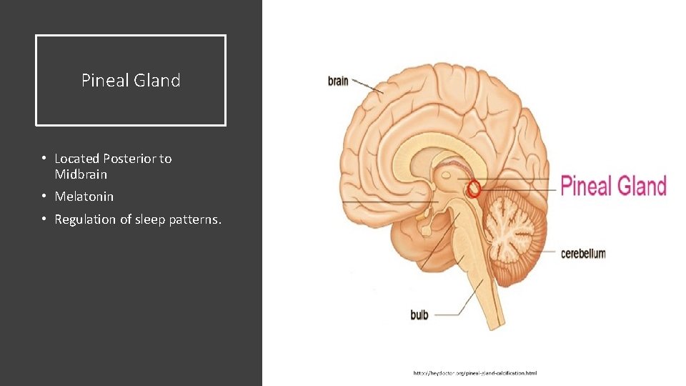 Pineal Gland • Located Posterior to Midbrain • Melatonin • Regulation of sleep patterns.