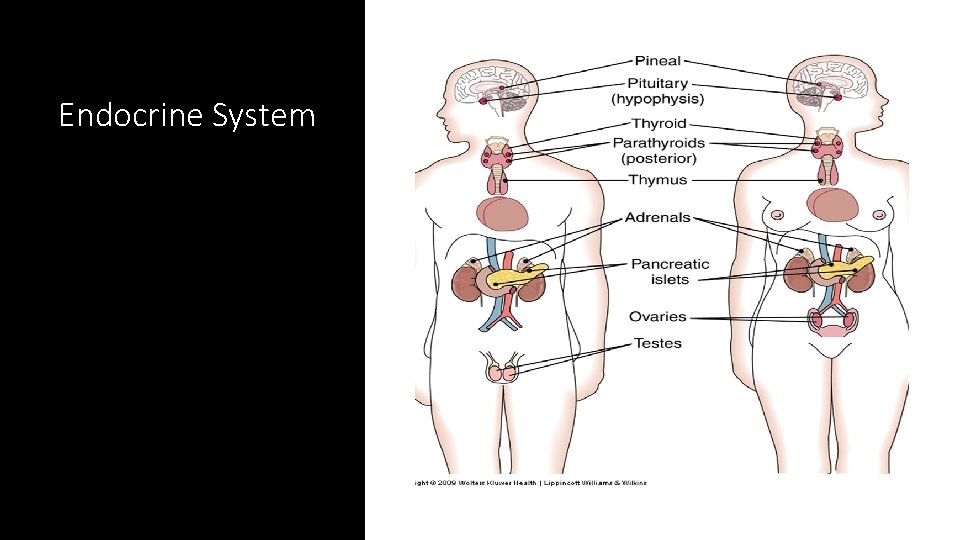 Endocrine System 