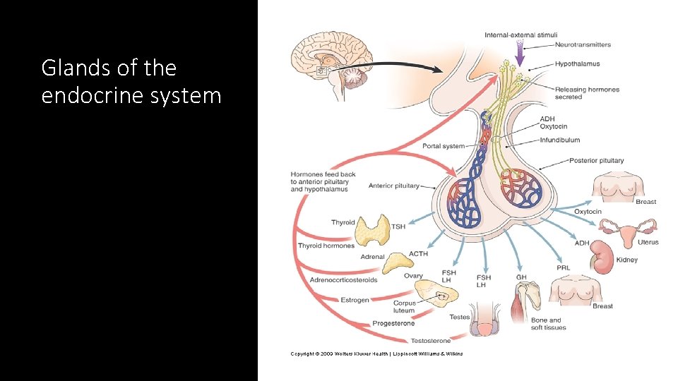 Glands of the endocrine system 